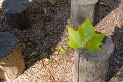 Perspective view of a fall leave on top of a tree trunk. Stock Photos
