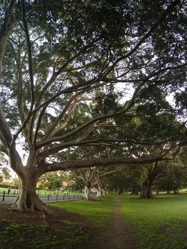 Perspective View of fig trees Stock Photos