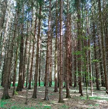 Perspective view into the forest Stock Photos