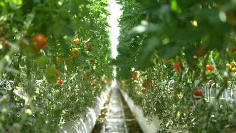 Perspective view of greenhouse rows filled with green tomatoes on dense vines Stock Footage 320400318