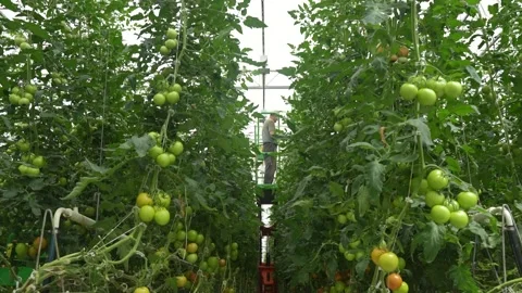 Perspective view of greenhouse rows filled with green tomatoes on dense vines Stock Footage 320400549