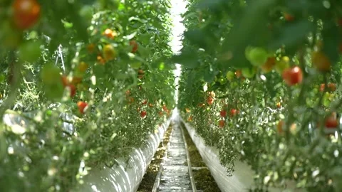 Perspective view of greenhouse rows filled with green tomatoes on dense vines Stock Footage 320400661