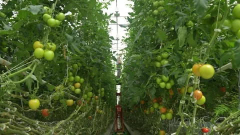 Perspective view of greenhouse rows filled with green tomatoes on dense vines Stock Footage 320400748