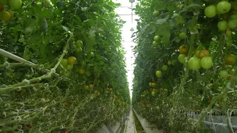 Perspective view of greenhouse rows filled with green tomatoes on dense vines Stock Footage 320401042