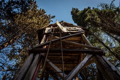 Perspective view of a ladder from below of a typical wooden treehouse inside a Stock Photos