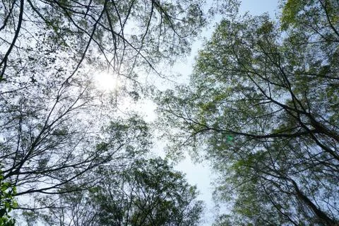 Perspective view of Looking up from bellow of a deciduous forest.Into the can Stock Photos
