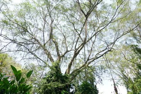 Perspective view of Looking up from bellow of a deciduous forest.Into the can Stock Photos
