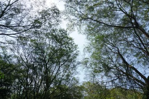 Perspective view of Looking up from bellow of a deciduous forest.Into the can Stock Photos