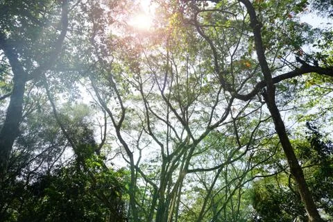 Perspective view of Looking up from bellow of a deciduous forest.Into the can Stock Photos