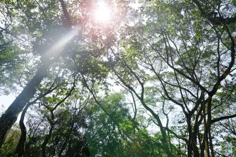 Perspective view of Looking up from bellow of a deciduous forest.Into the can Stock Photos