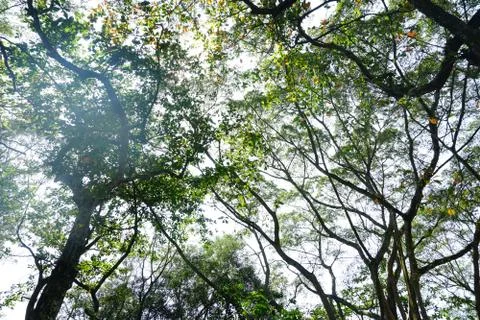 Perspective view of Looking up from bellow of a deciduous forest.Into the can Stock Photos