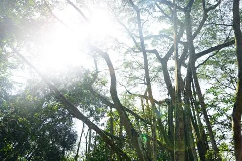 Perspective view of Looking up from bellow of a deciduous forest.Into the can Stock Photos