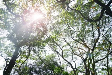 Perspective view of Looking up from bellow of a deciduous forest.Into the can 스톡 사진
