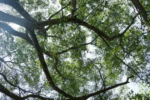 Perspective view of Looking up from bellow of a deciduous forest.Into the can Stock Photos