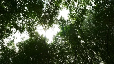 Perspective view of mangrove forests with green leaves in Tung Prong Thong Stock Footage 114558222