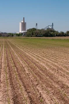 Perspective view of newly sprouted corn seedlings in rural Colorado, USA Stock Photos