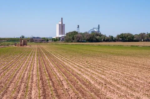 Perspective view of newly sprouted corn seedlings in rural Colorado, USA Stock-Fotos