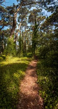 Perspective view of path across beautiful green forest on a bright sunny day Stock Photos