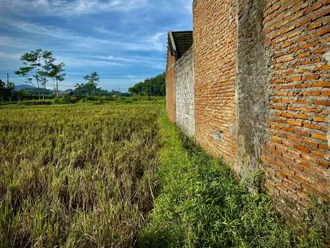 Perspective view of rough and untidy walls of the house beside a rice field Stock Photos