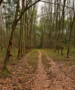 Perspective view of rubber trees Stock Photos
