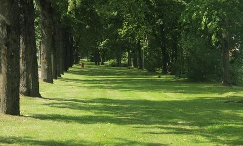 Perspective View of a Serene Tree-Lined Park Promenade with Dappled Sunlight Stock Photos