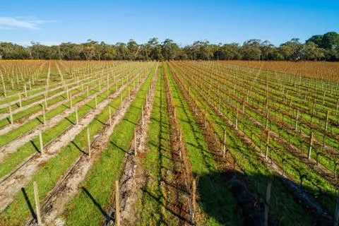 Perspective view of straight rows of vines in autumn in Australia Stock Photos