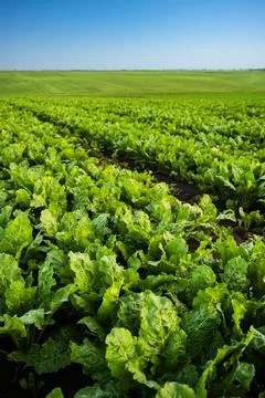 Perspective view of sugar beet field under clear sky during summer Stock Photos