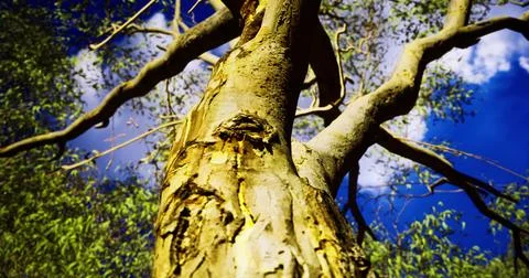 Perspective view of a tall tree reaching towards the blue sky Stock Illustration