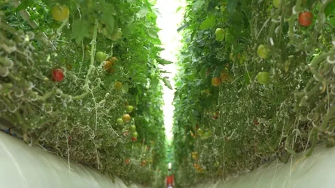 Perspective View of Tomato Rows in Greenhouse Stock Footage 320401175