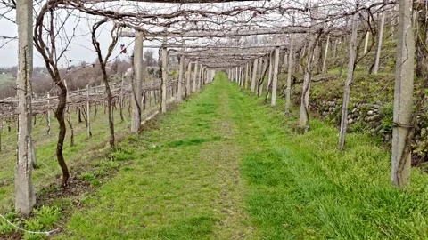 Perspective view of traditional vineyard pergola structure in Piedmont Italy Vidéo 330458116