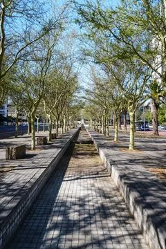 Perspective View of Trees Stock Photos