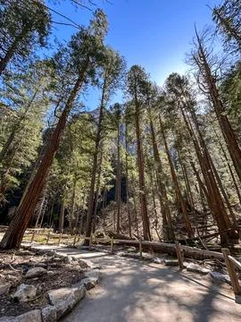 Perspective view of Trees Stock Photos