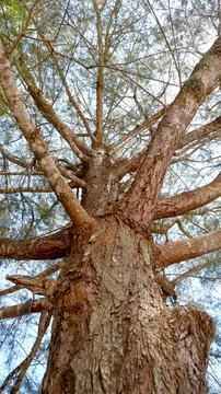 Perspective view from under the towering eru or sea pine tree Stock Photos