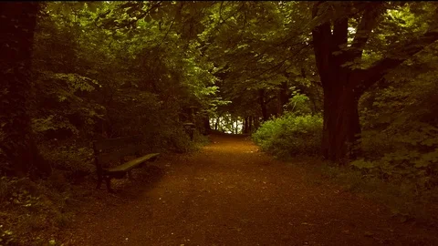 Perspective of walking on a path in the forest Stock Footage 111682122