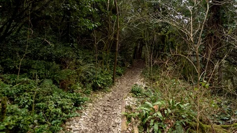 Perspective of walking on a path in the green Forest. Abkhazia Stock Footage 110249639