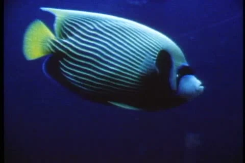 PERTH, AUSTRALIA, 1985, Atlantis Marine Park, close up blue fish Stock Footage 11627439