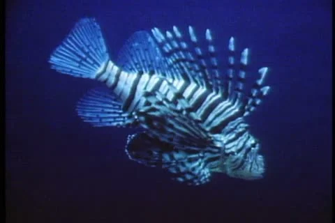 PERTH, AUSTRALIA, 1985, Atlantis Marine Park, close up zebra fish Stock Footage 11627460