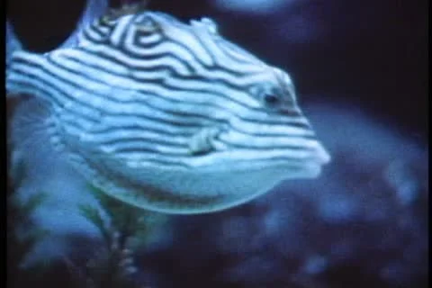 PERTH, AUSTRALIA, 1985, Atlantis Marine Park, close up strip fish Stock Footage 11627828