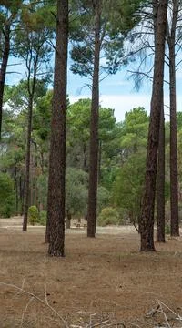 The perth forest 写真素材