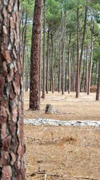 The perth forest 写真素材