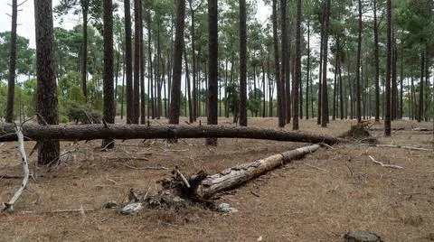 The perth forest Foto stock