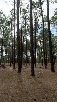 The perth forest Stock Photos