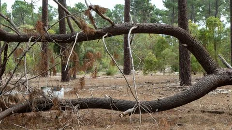 The perth forest Stock Photos