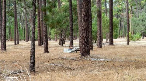 The perth forest Stock Photos