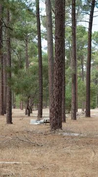 The perth forest Stock Photos