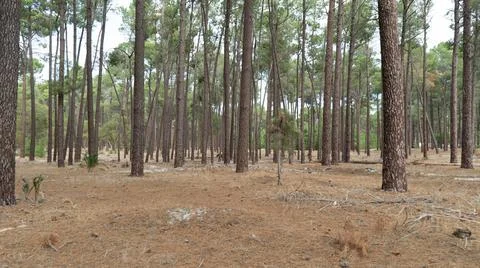 The perth forest Stock Photos