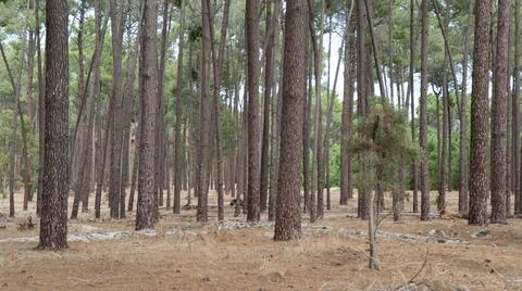 The perth forest 스톡 사진