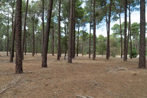 The perth forest Stock Photos