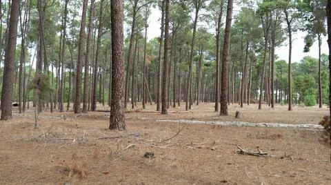 The perth forest Foto stock