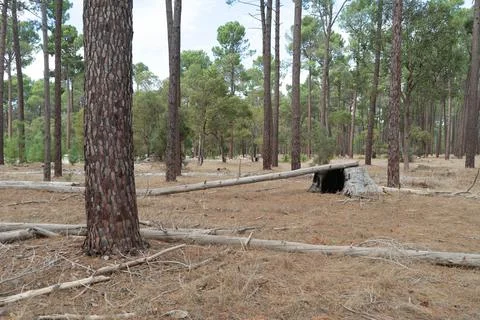 The perth forest Stock Photos